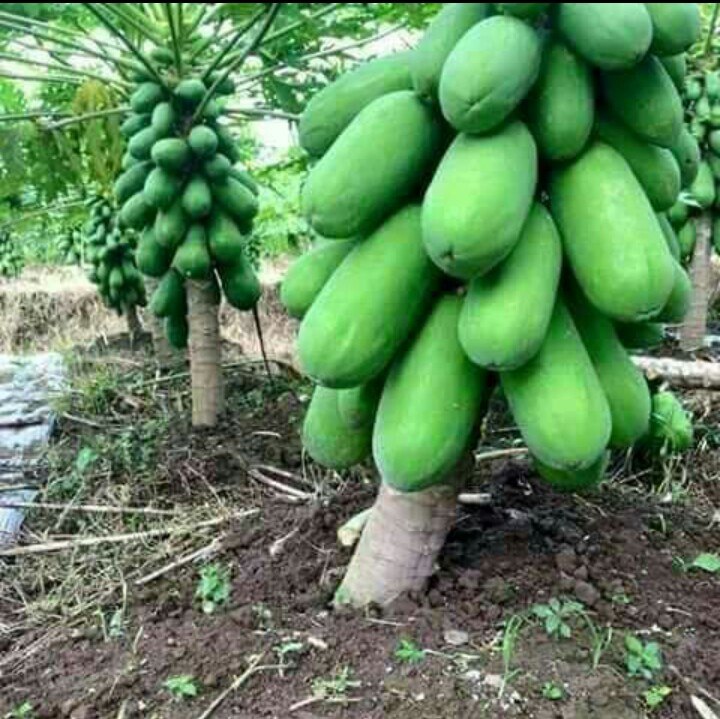 SIKASSO: Aboubacar KONE, un jeune entrepreneur ambitionne un grand projet d’agrobusiness à coût de 8 775 500 FCFA pour la culture de la papaye à Kaboila