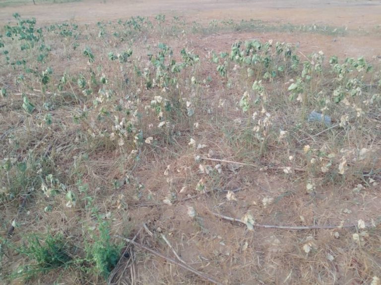 Rareté des pluies: Quand la sècheresse frappe à la porte de la région de Kayes
