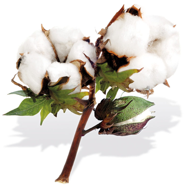Campagne cotonnière 2019-2020: Objectif un million de tonnes de coton graine pour les producteurs.
