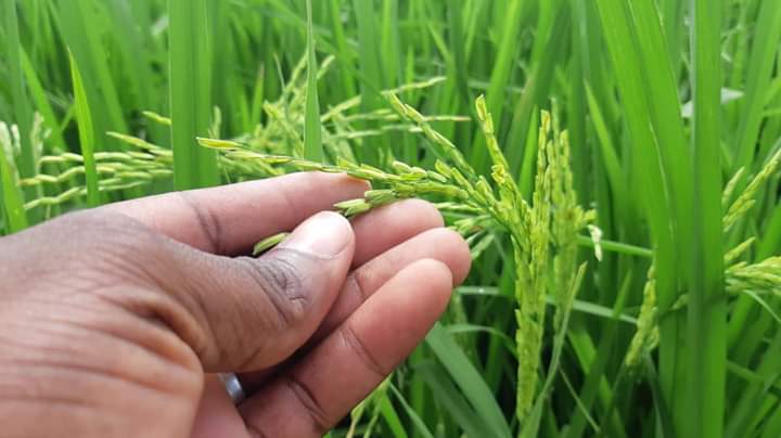 Agriculture : Le Japon s’engage à  doubler la production de riz en Afrique d’ici 2030