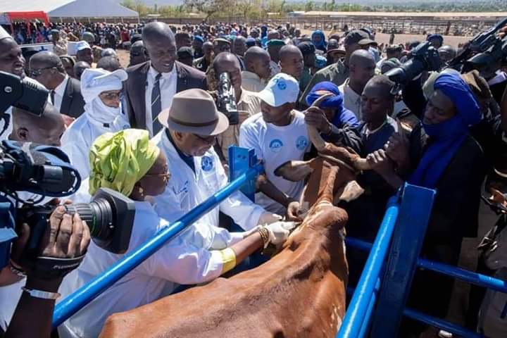 CAMPAGNE DE VACCINATION 2019/2020 DU CHEPTEL: La première dose de vaccin inoculée par Ibrahim Boubacar Keita, Président de la République
