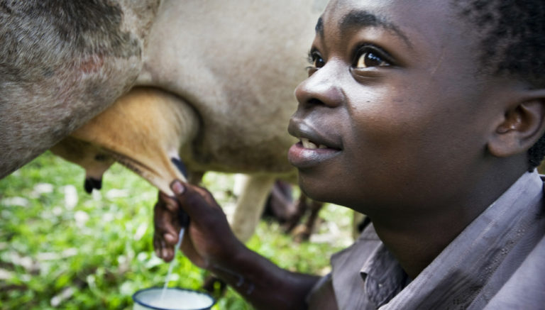 LAIT EN POUDRE : Influences sur la promotion du lait local dans les pays sahéliens