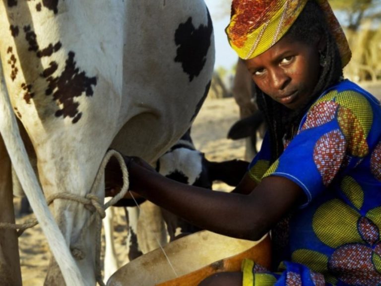 Offensive lait dans les pays du sahel : « Campagne mon Lait est local » pour la valorisation du lait local
