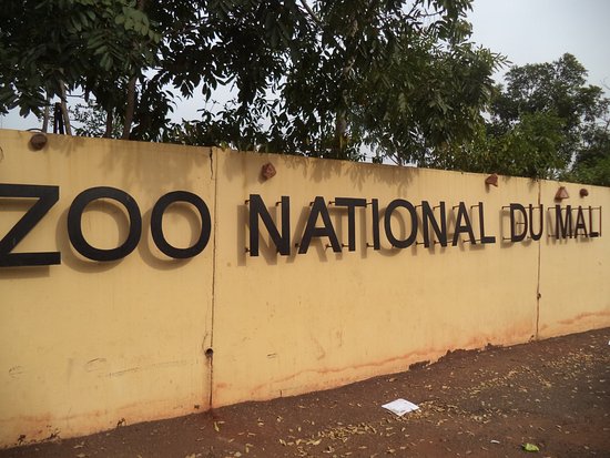 ZOO-MALI : L’irresponsabilité des responsables avérée 