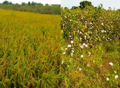 Récolte fructueuse dans des régions du Mali: l’entreprise Doucouré Partenaires Agro Industries (DPA) triomphe sur les critiques et préjugés