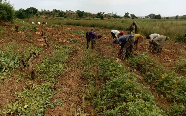 Neguela: Le Micro-projets du Cercle REFLECT de Koulikoroni fait de fructueuses récoltes sans herbicide chimique